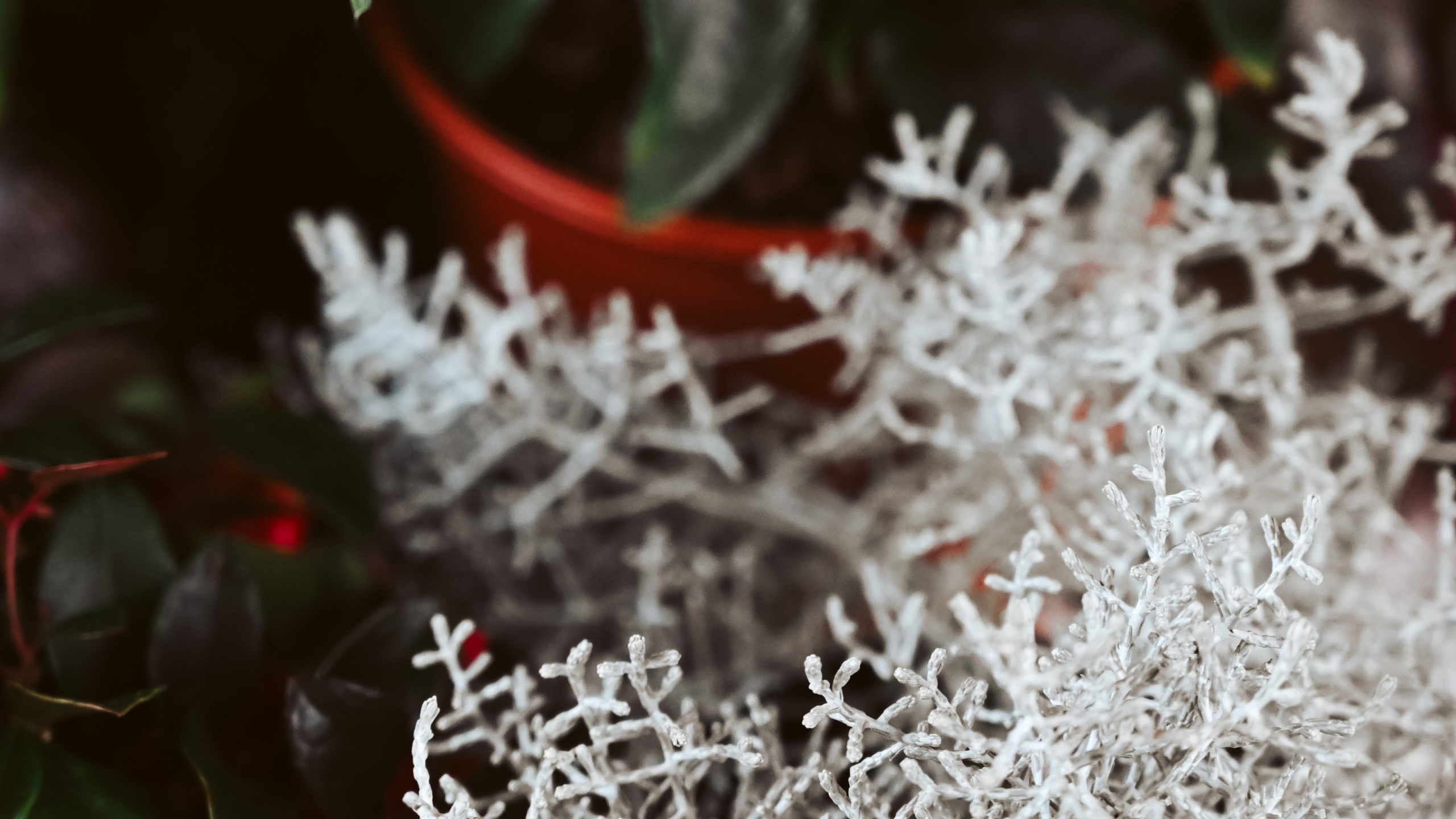 树枝, 旋律, Apple, 冬天, 冻结 壁纸 2560x1440 允许