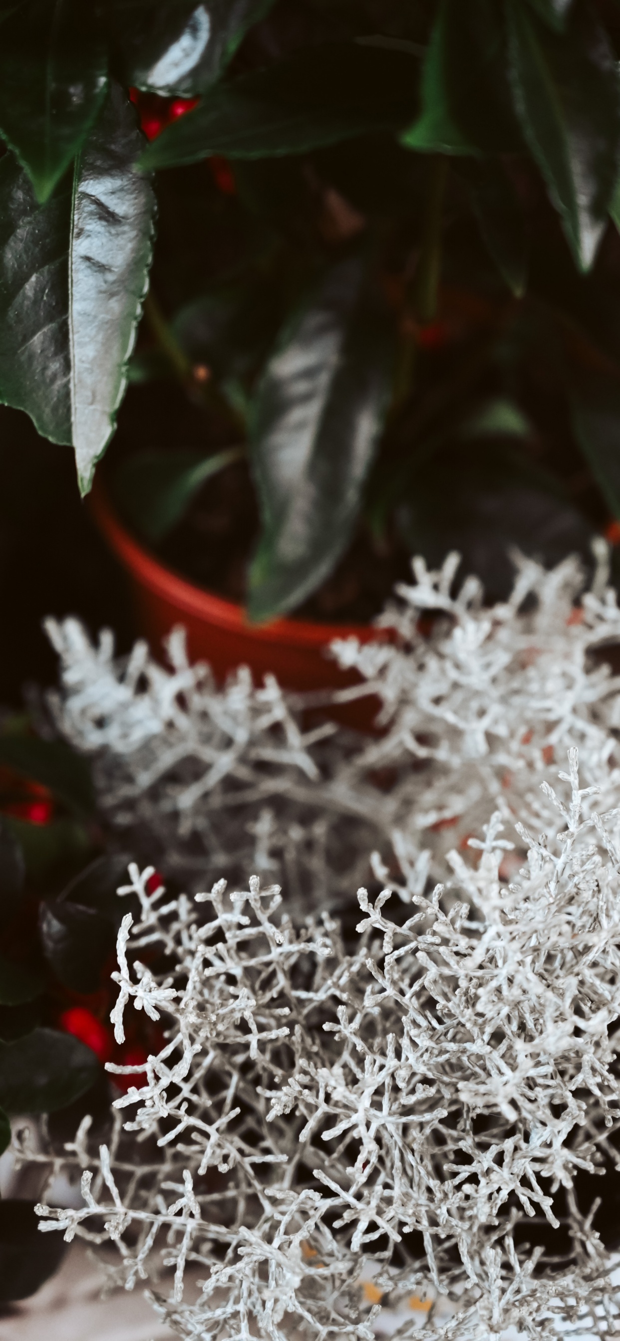 White Flowers With Green Leaves. Wallpaper in 1242x2688 Resolution