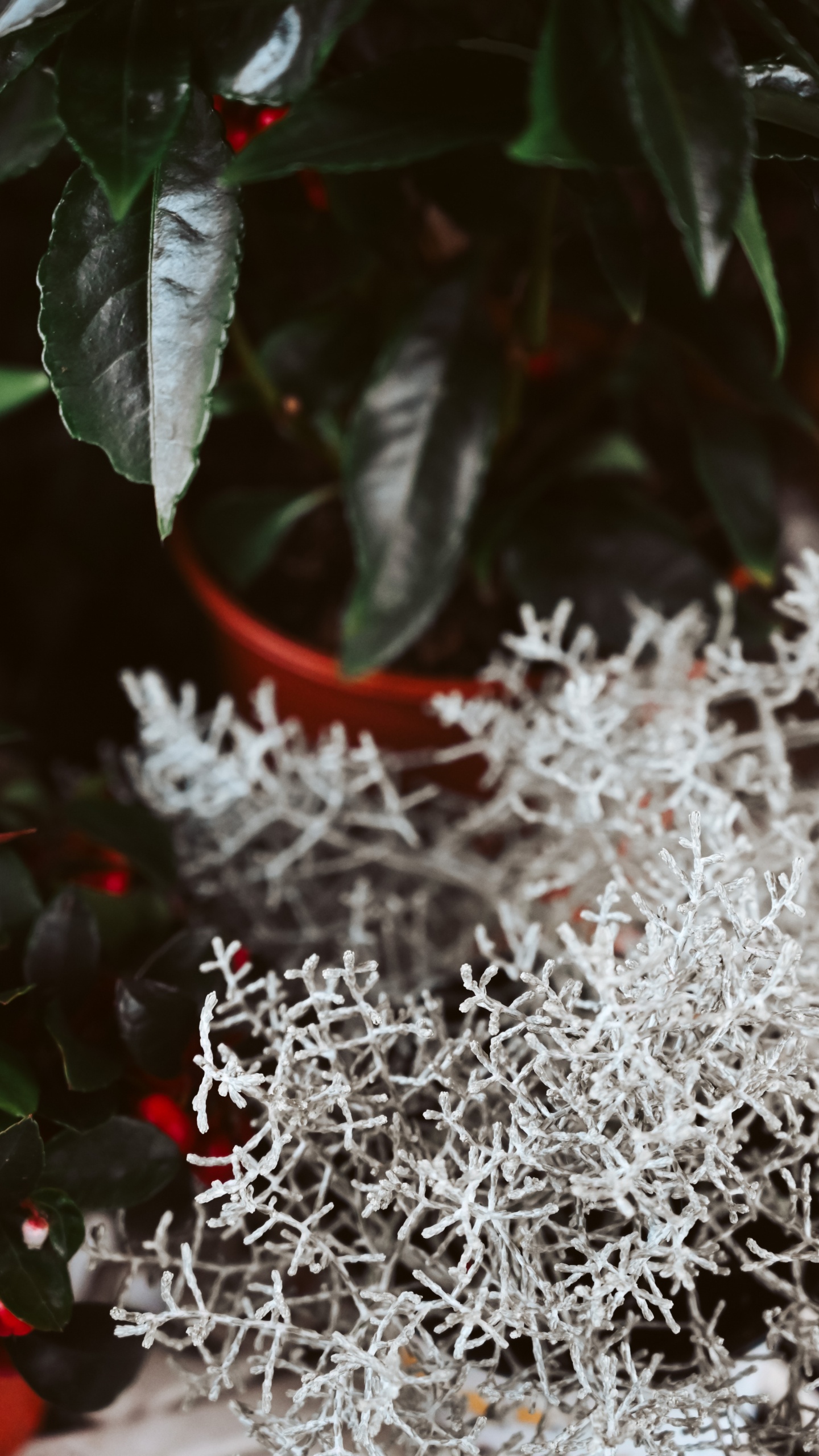 White Flowers With Green Leaves. Wallpaper in 1440x2560 Resolution