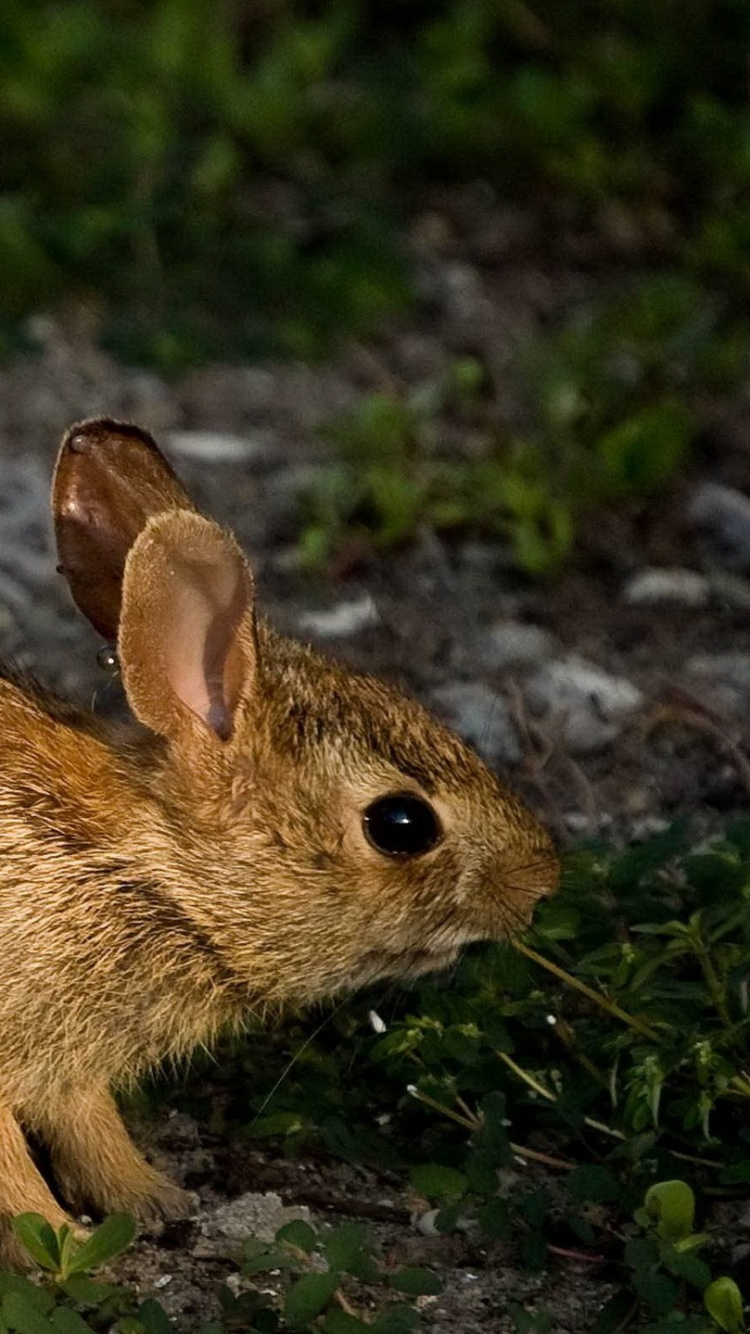 Lapin Brun Sur Sol Brun. Wallpaper in 750x1334 Resolution
