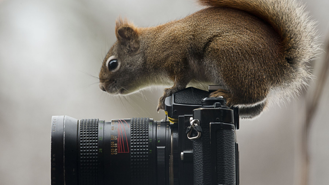 Black and Silver Camera on Brown Squirrel. Wallpaper in 1366x768 Resolution