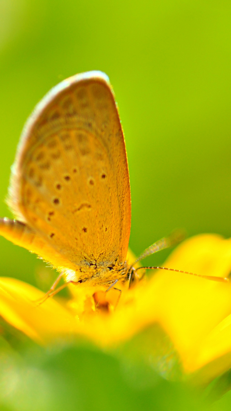 Brauner Und Weißer Schmetterling Auf Gelber Blume. Wallpaper in 750x1334 Resolution