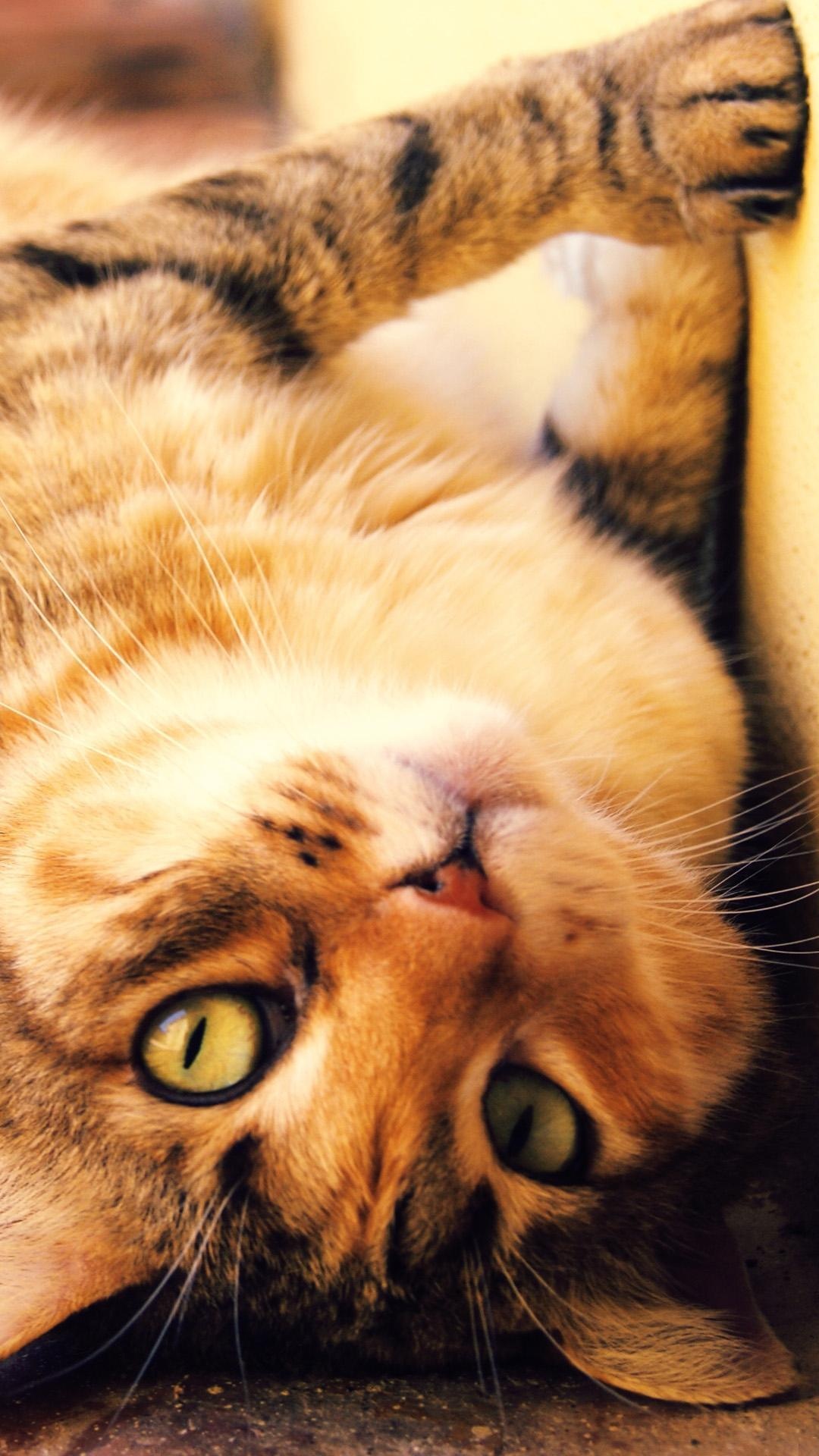 Orange Tabby Cat Lying on Brown Concrete Floor. Wallpaper in 1080x1920 Resolution