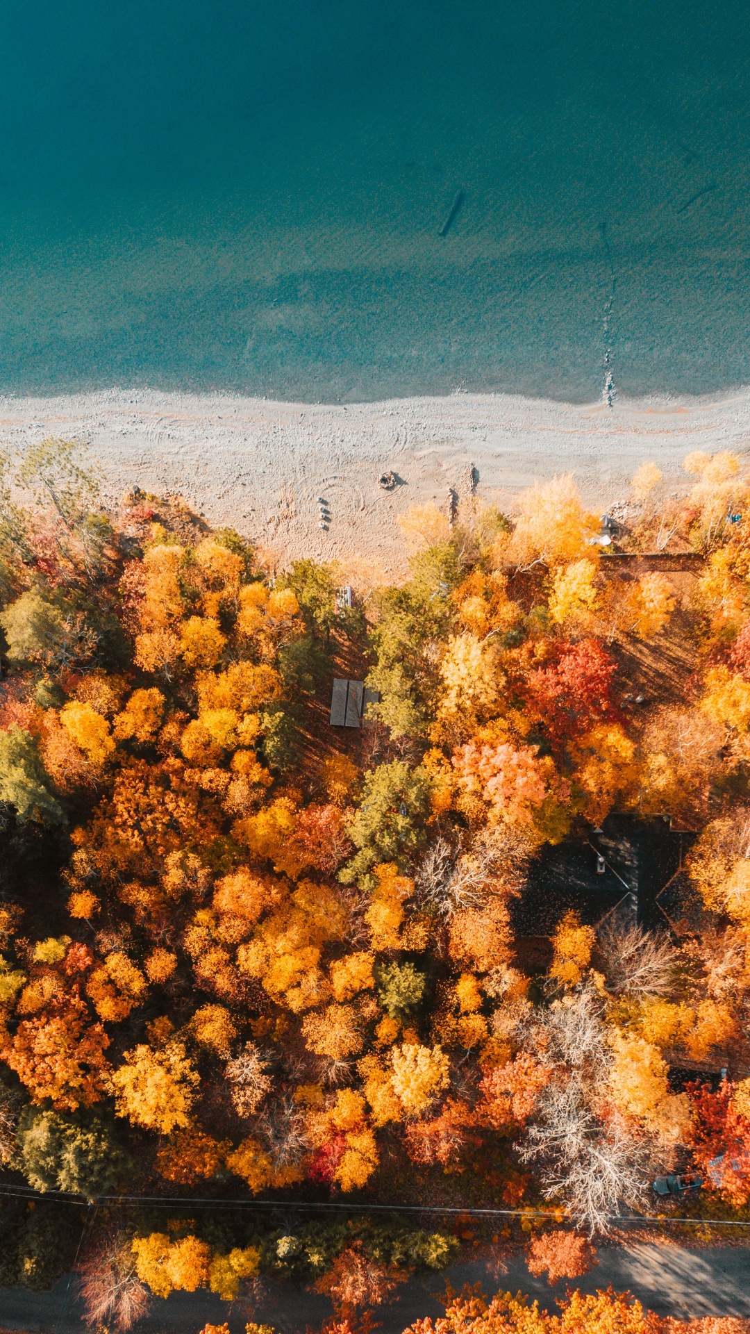 Tree, Nature, Vegetation, Yellow, Natural Environment. Wallpaper in 1080x1920 Resolution