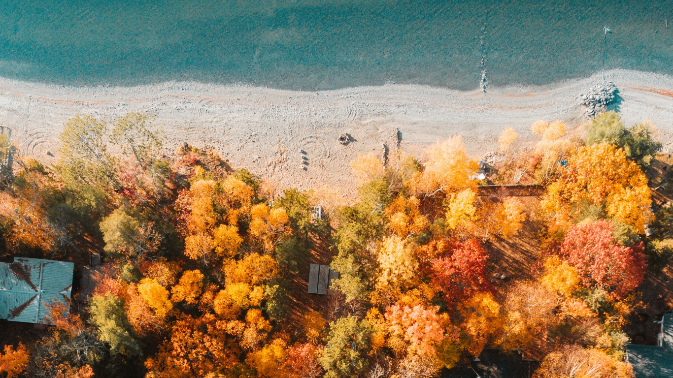 Tree, Nature, Vegetation, Yellow, Natural Environment. Wallpaper in 1366x768 Resolution