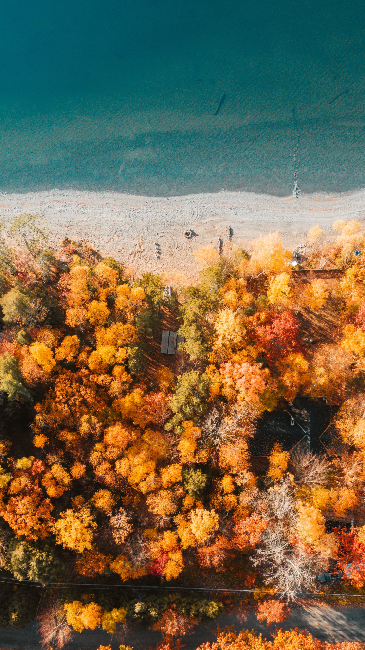 Tree, Nature, Vegetation, Yellow, Natural Environment. Wallpaper in 750x1334 Resolution