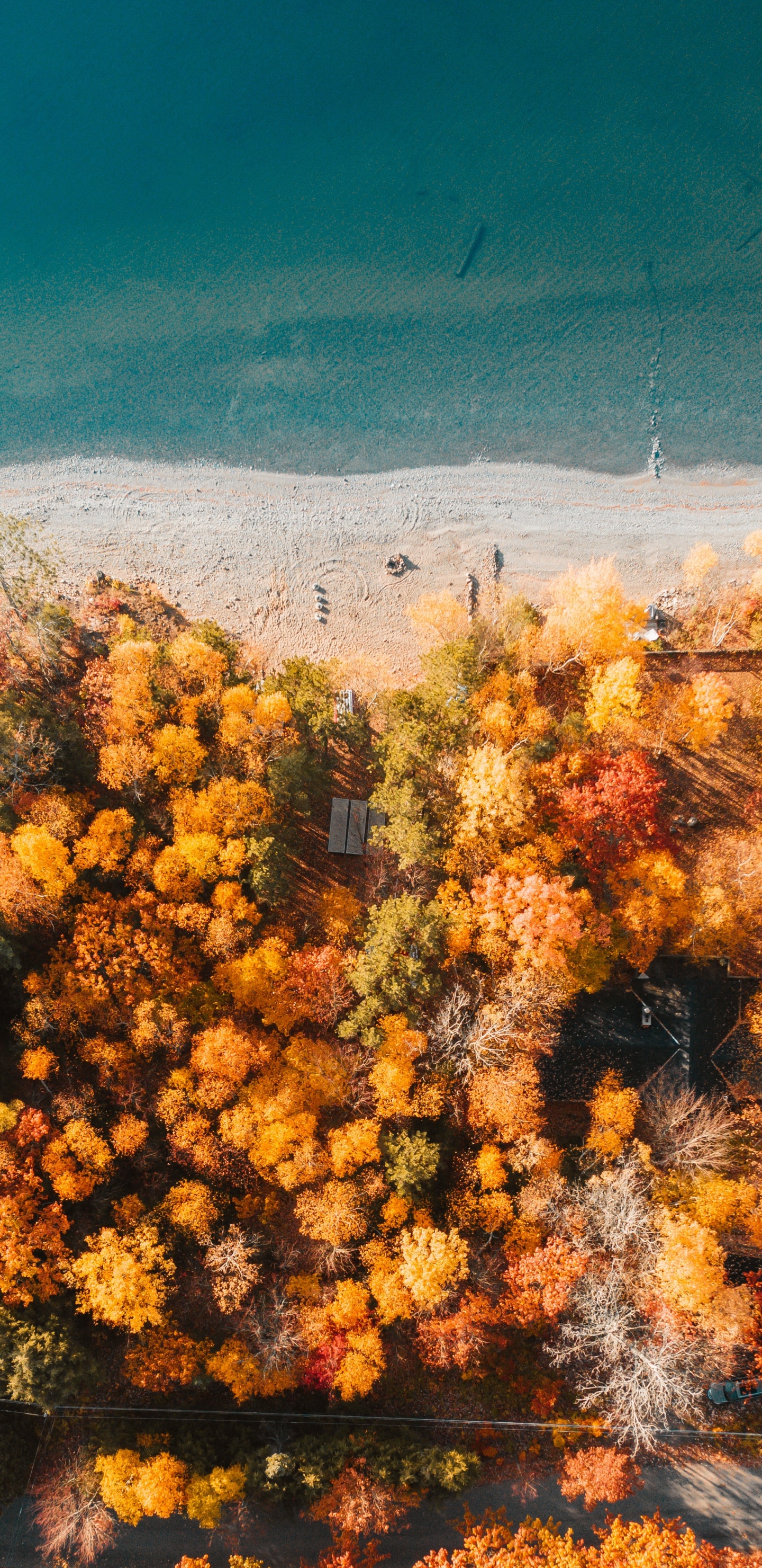 Nature, Végétation, Jaune, Environnement Naturel, Feuille. Wallpaper in 1440x2960 Resolution