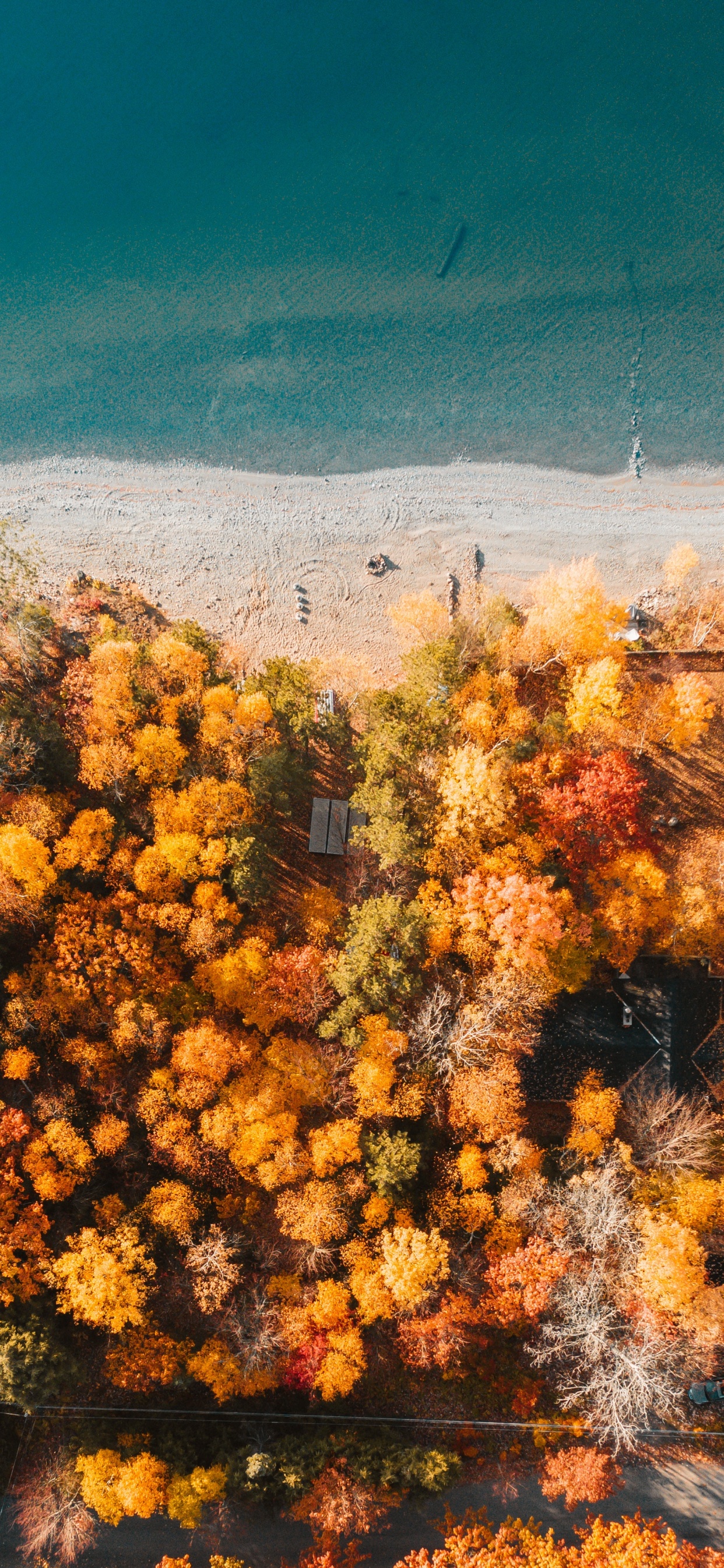 Baum, Natur, Vegetation, Gelb, Natürlichen Umgebung. Wallpaper in 1242x2688 Resolution