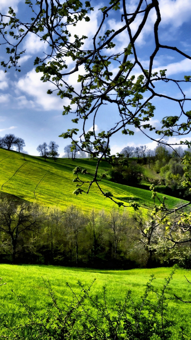 Grüne Wiese Unter Blauem Himmel Und Weißen Wolken Tagsüber. Wallpaper in 750x1334 Resolution