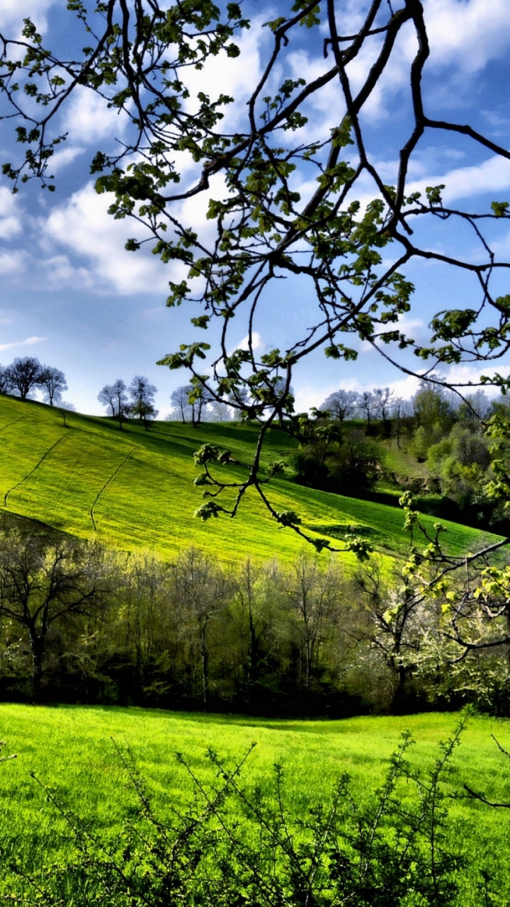 Champ D'herbe Verte Sous Ciel Bleu et Nuages Blancs Pendant la Journée. Wallpaper in 720x1280 Resolution