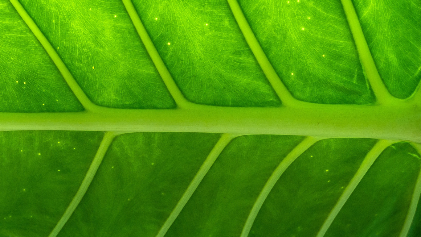 Makrofotografie Von Grünem Blatt. Wallpaper in 1366x768 Resolution