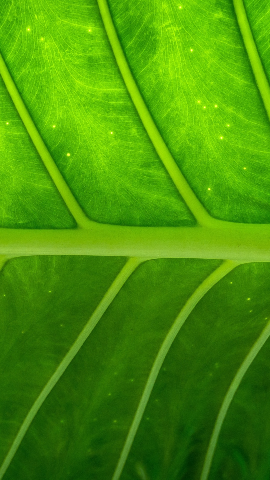 Macro Photography of Green Leaf. Wallpaper in 1080x1920 Resolution