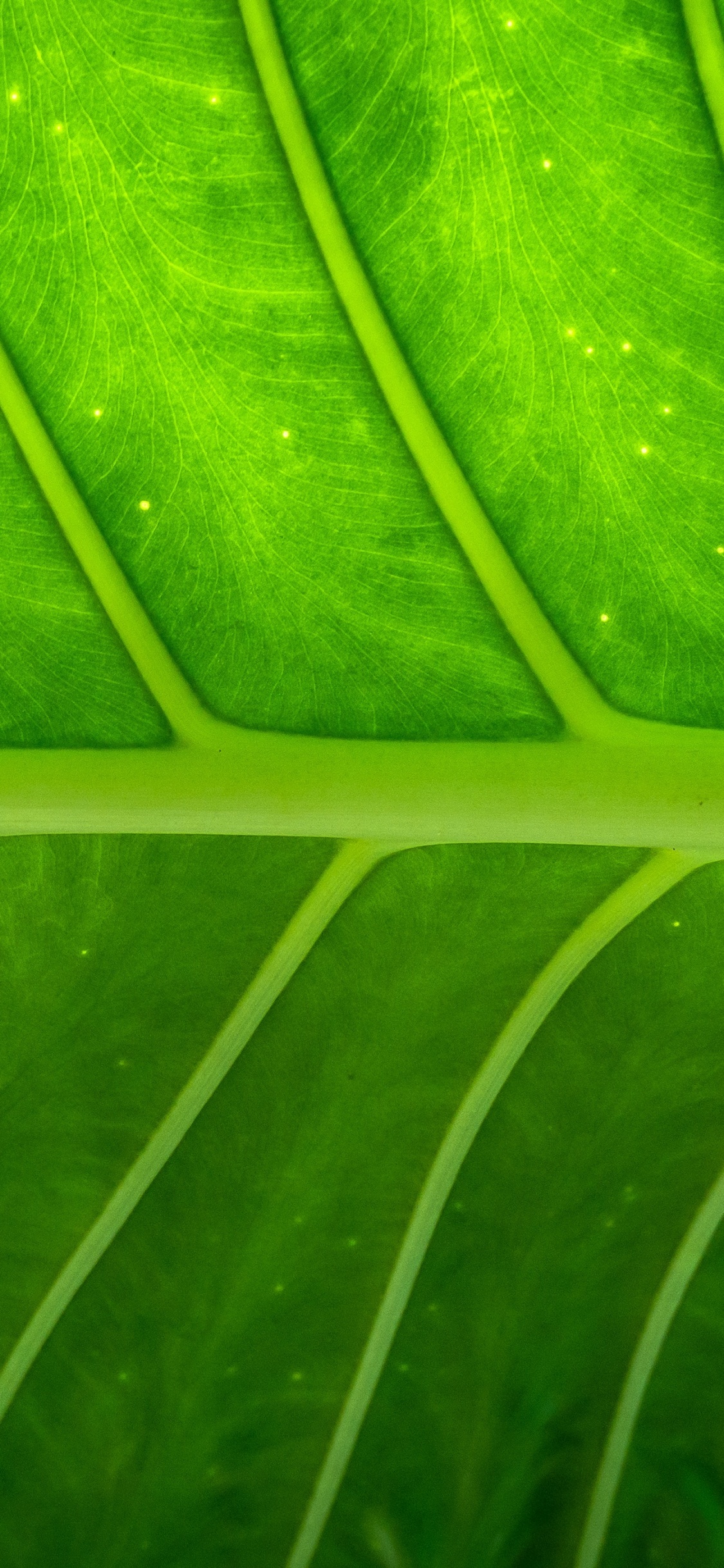 Macro Photography of Green Leaf. Wallpaper in 1125x2436 Resolution