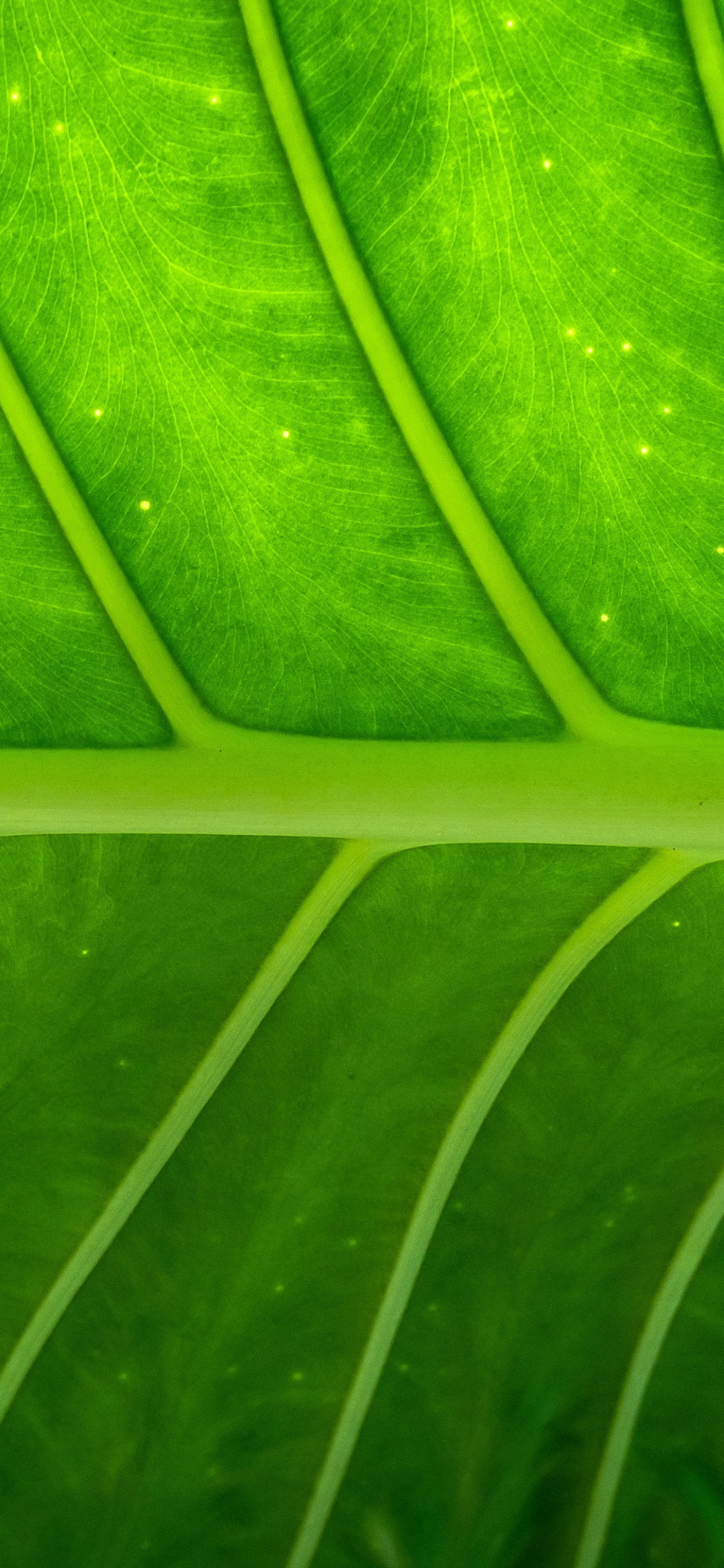 Macro Photographie de Feuille Verte. Wallpaper in 1242x2688 Resolution