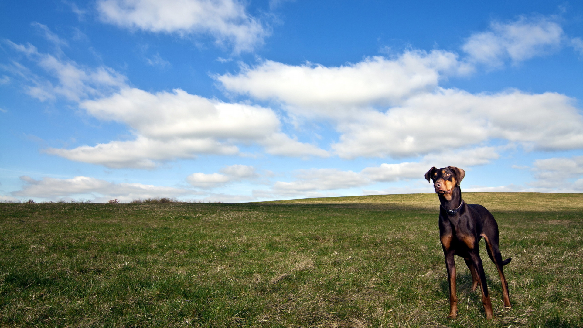 Perro de Tamaño Mediano de Abrigo Corto Negro y Fuego en Campo de Hierba Verde Bajo Azul y Blanco. Wallpaper in 1920x1080 Resolution