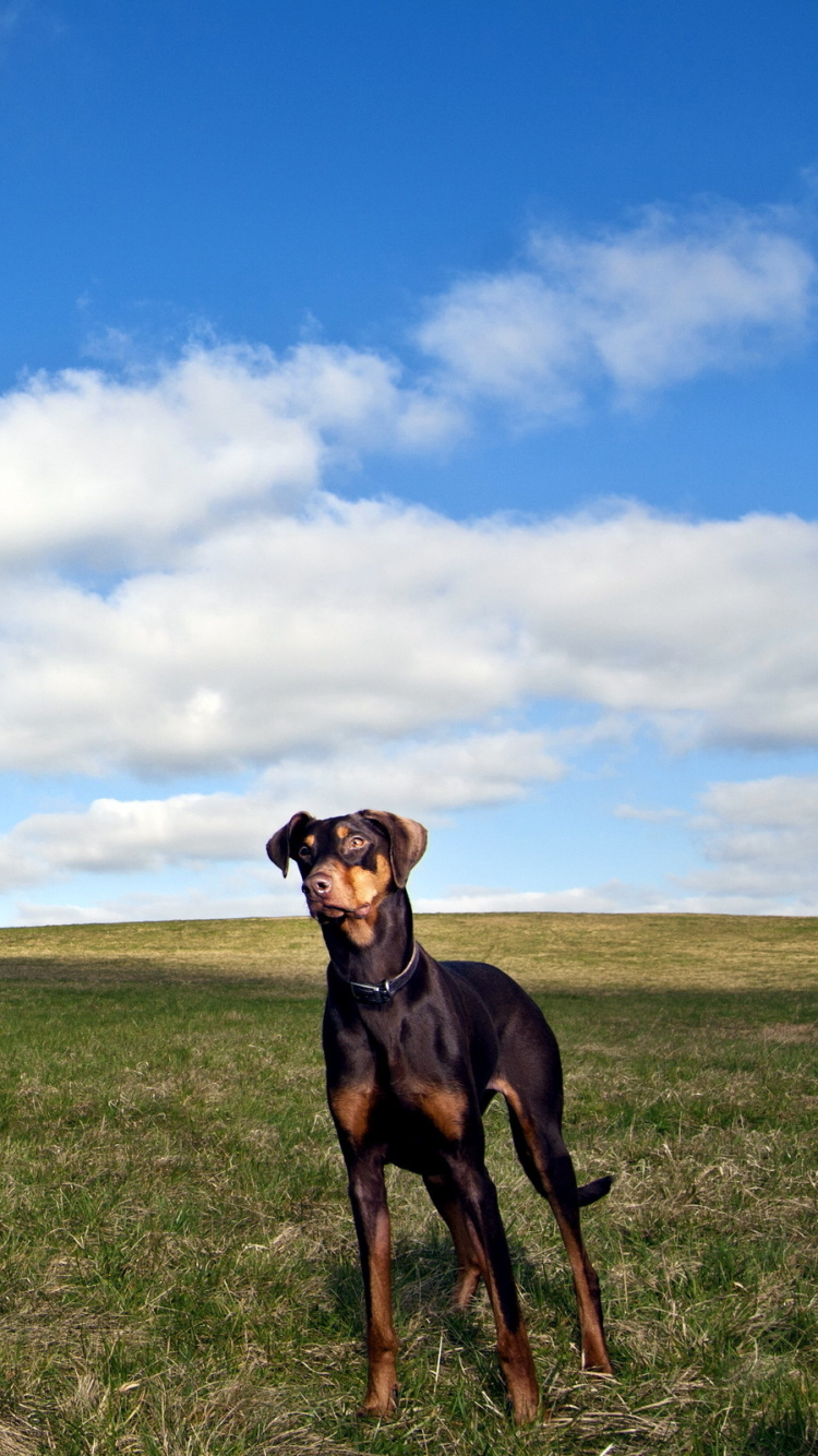Schwarz-brauner Kurzmantel Mittelgroßer Hund Auf Grüner Wiese Unter Blau-weiß. Wallpaper in 750x1334 Resolution