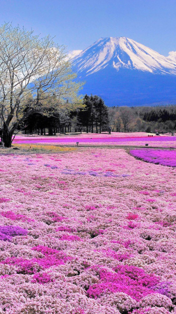 Green Grass Field With Trees and Mountain in Distance. Wallpaper in 750x1334 Resolution