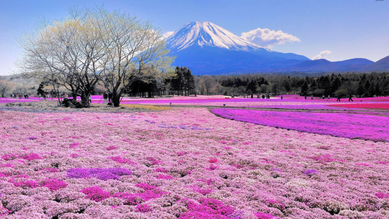 富士山, 弹簧, 紫色的, 野花, 天空 壁纸 1280x720 允许
