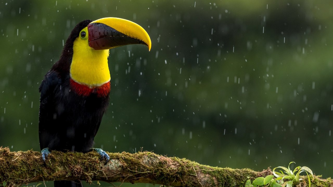 Oiseau Noir Jaune et Rouge Sur Une Branche D'arbre Brune. Wallpaper in 1280x720 Resolution