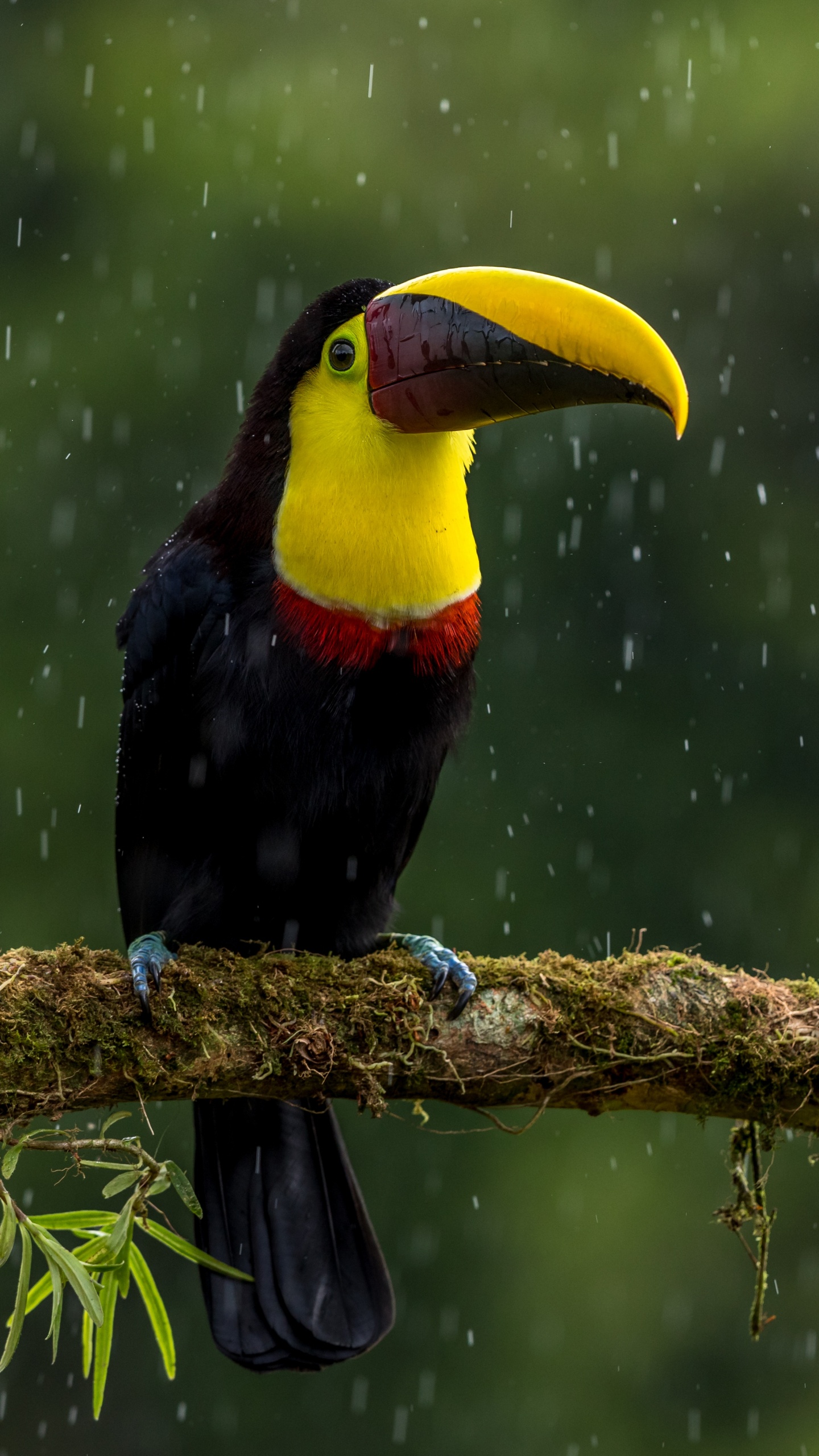 Oiseau Noir Jaune et Rouge Sur Une Branche D'arbre Brune. Wallpaper in 1440x2560 Resolution