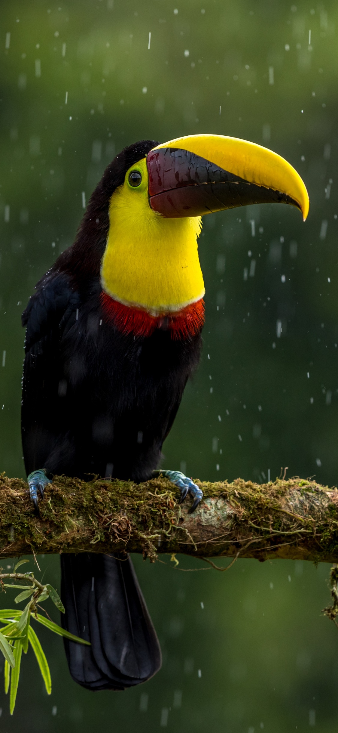 鸟, 大嘴鸟, 犀, Piciformes, Coraciiformes 壁纸 1125x2436 允许