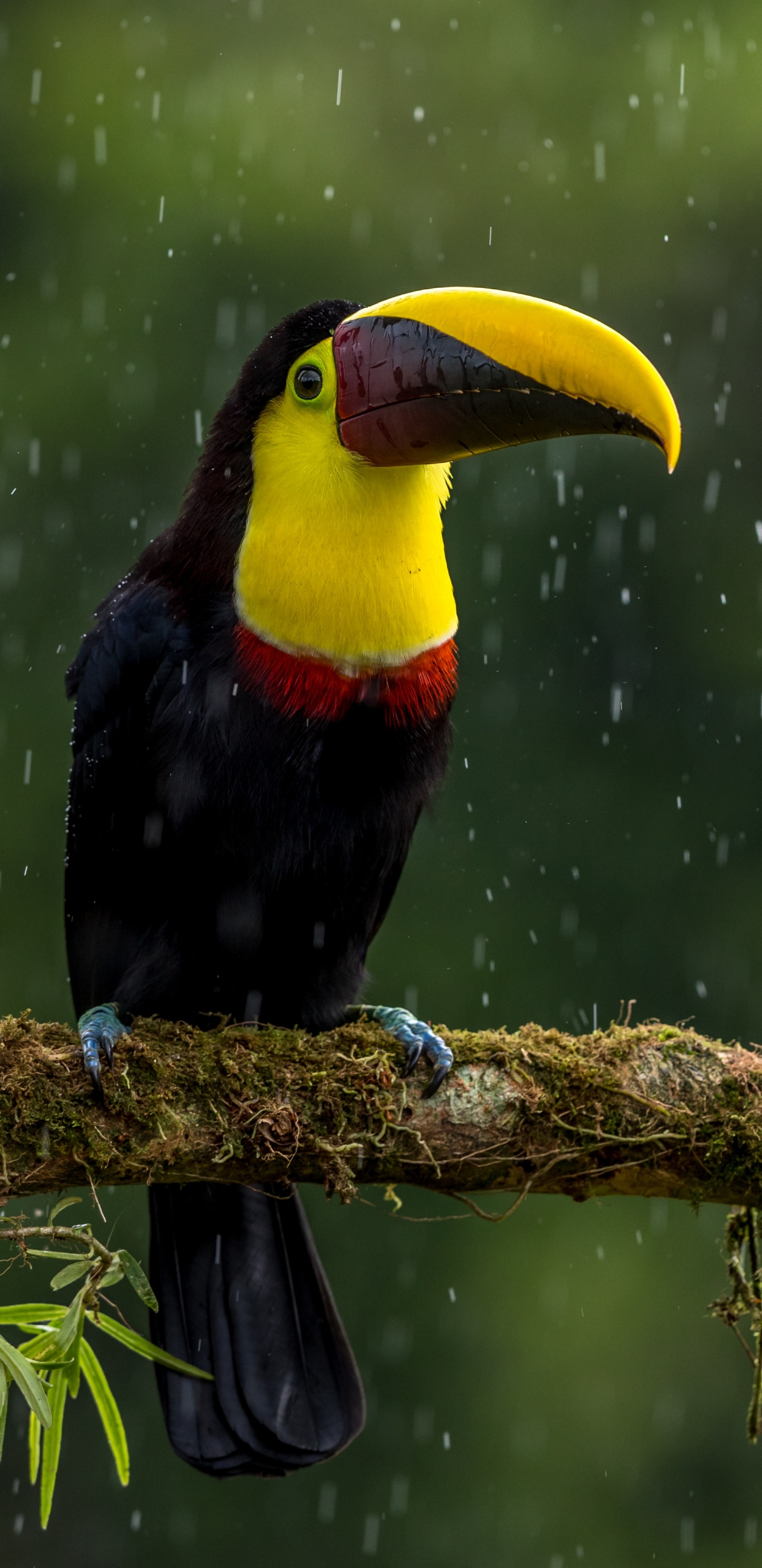 Schwarzer Gelber Und Roter Vogel Auf Braunem Ast. Wallpaper in 1440x2960 Resolution