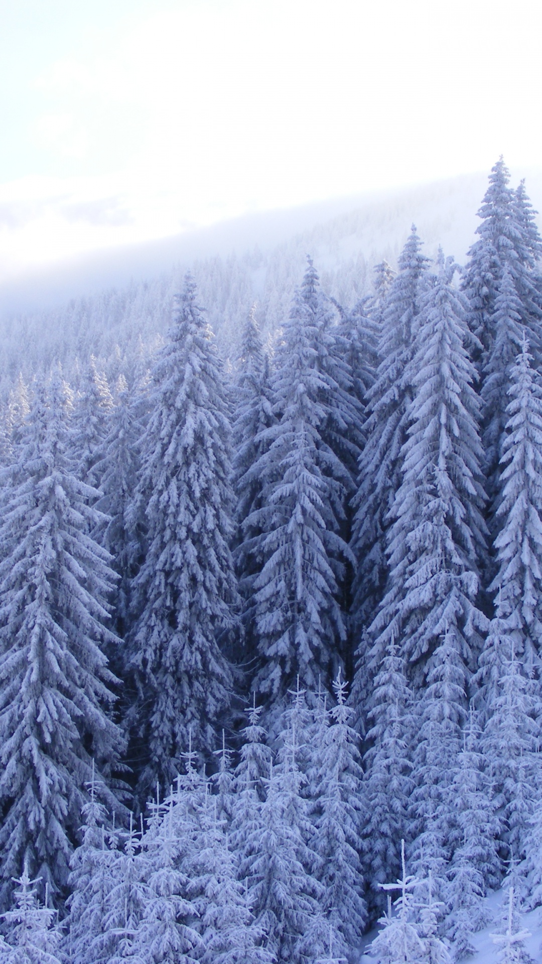 Pins Couverts de Neige Pendant la Journée. Wallpaper in 1080x1920 Resolution
