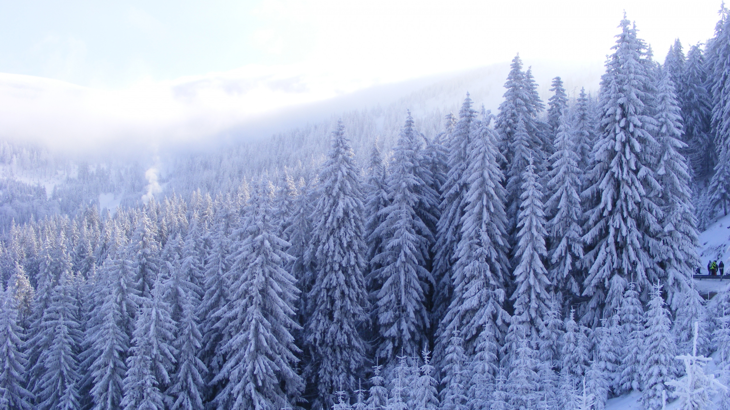 Schneebedeckte Kiefern Tagsüber. Wallpaper in 2560x1440 Resolution