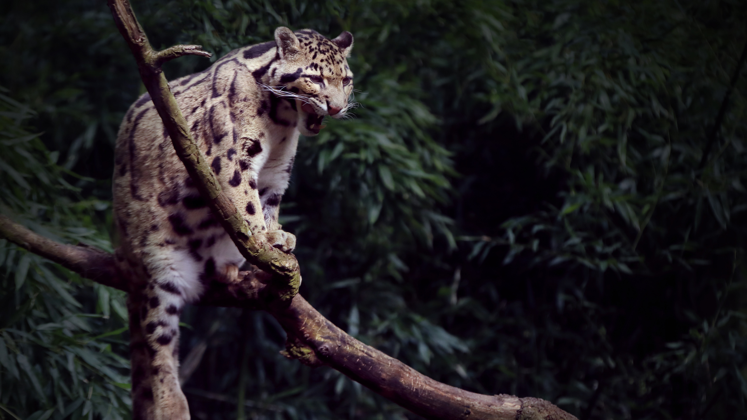 Leopardo en la Rama de un Árbol Marrón. Wallpaper in 2560x1440 Resolution