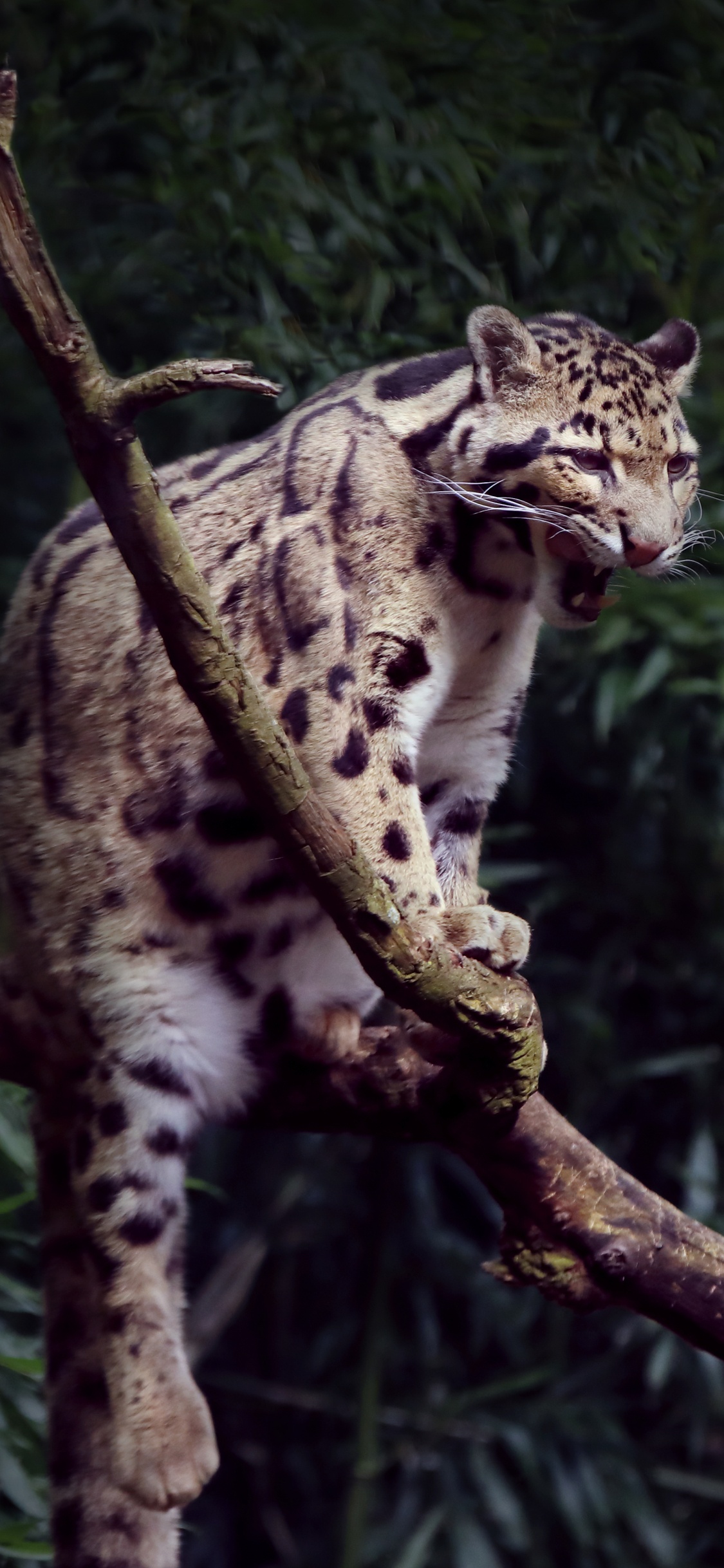 Leopard Auf Braunem Ast. Wallpaper in 1125x2436 Resolution