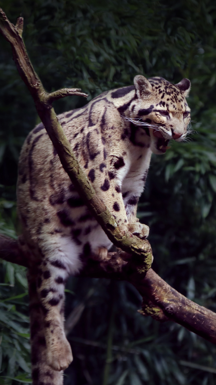 Leopard Auf Braunem Ast. Wallpaper in 750x1334 Resolution