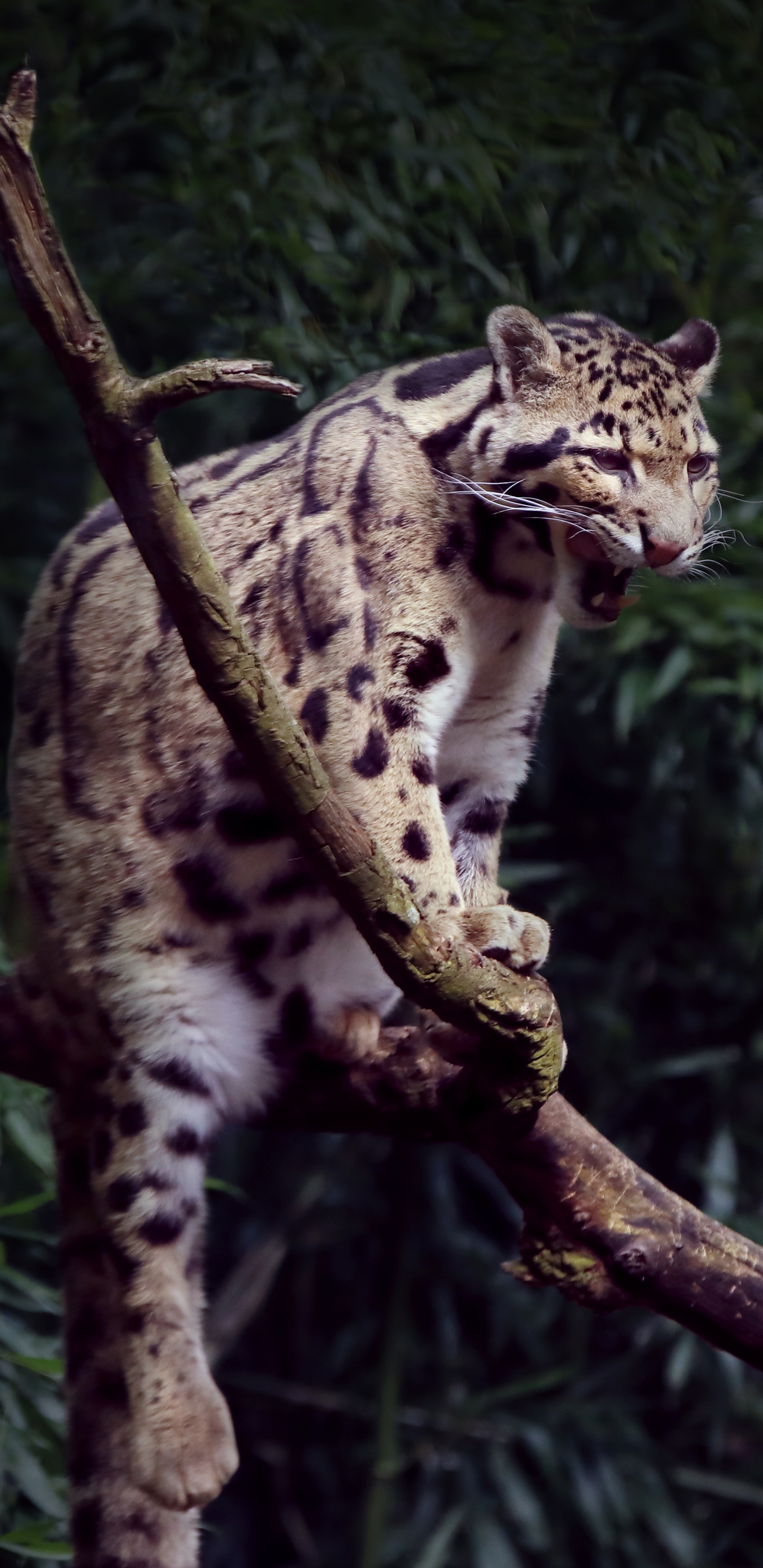 Leopard on Brown Tree Branch. Wallpaper in 1440x2960 Resolution