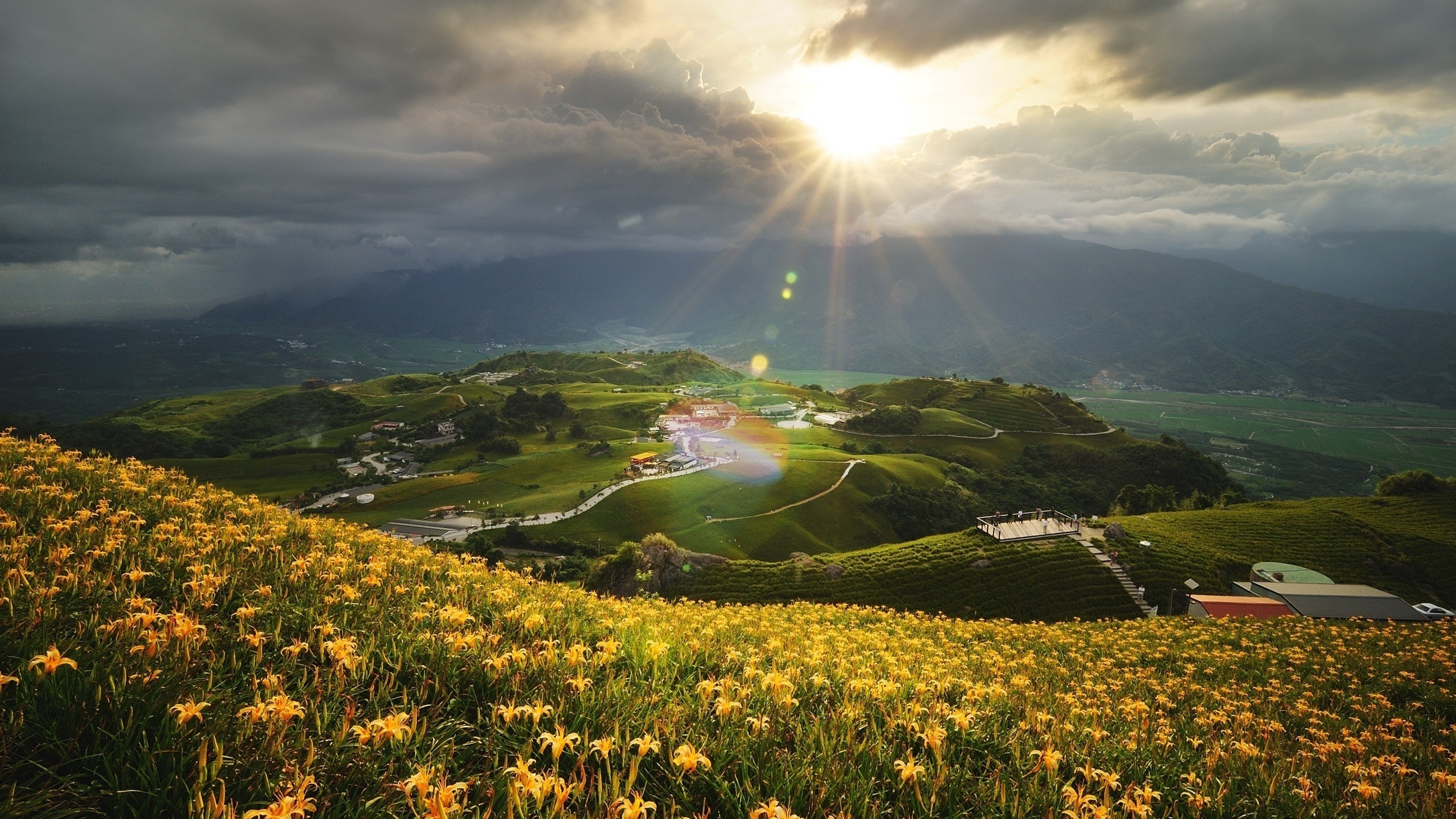 Champ de Fleurs Jaunes Sous Ciel Bleu Pendant la Journée. Wallpaper in 2560x1440 Resolution