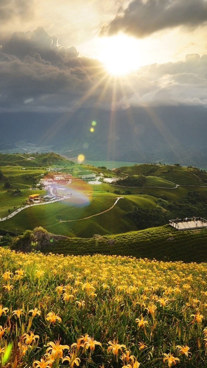 Gelbes Blumenfeld Unter Blauem Himmel Tagsüber. Wallpaper in 720x1280 Resolution