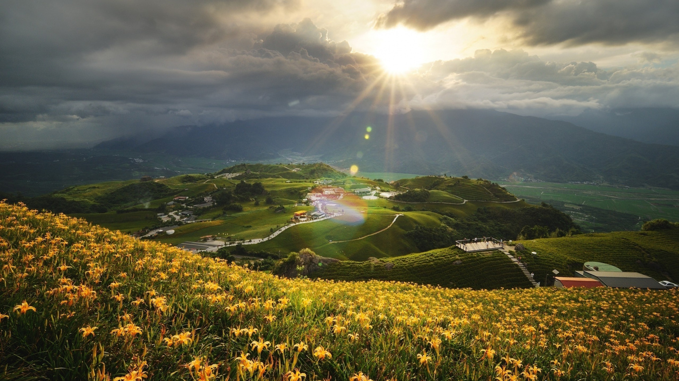Yellow Flower Field Under Blue Sky During Daytime. Wallpaper in 1366x768 Resolution