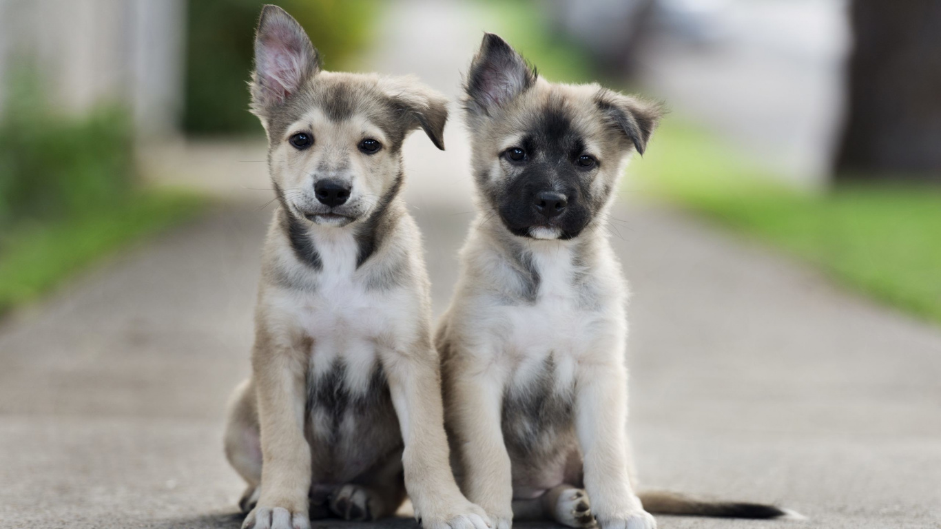 White and Black Short Coated Puppy on Brown Concrete Floor. Wallpaper in 1366x768 Resolution