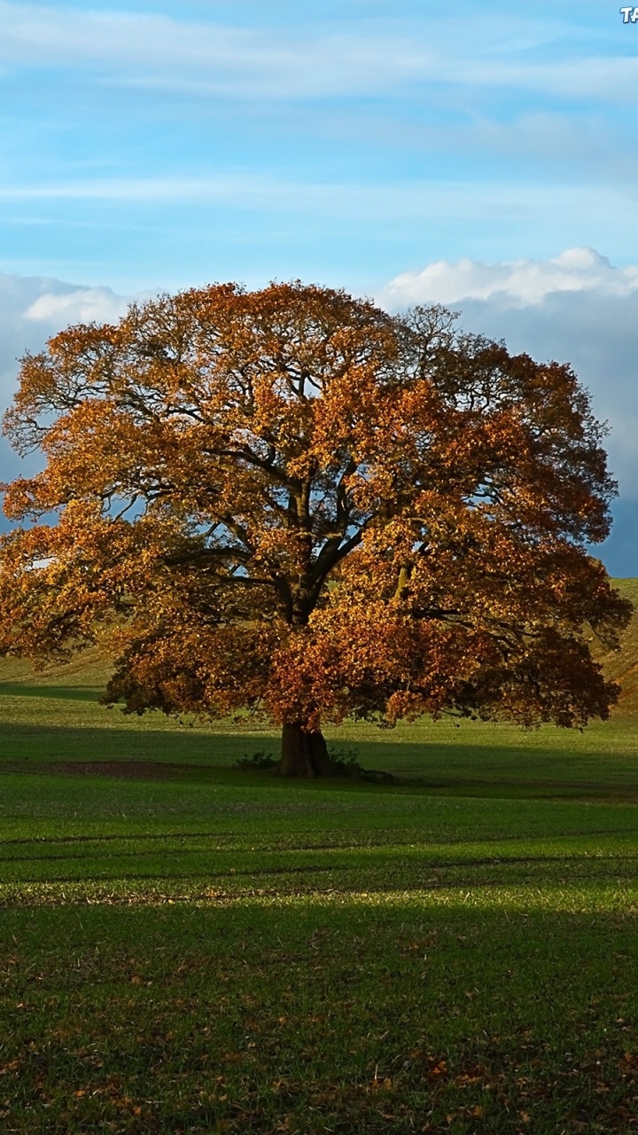 Brown Tree on Green Grass Field Under White Clouds and Blue Sky During Daytime. Wallpaper in 720x1280 Resolution