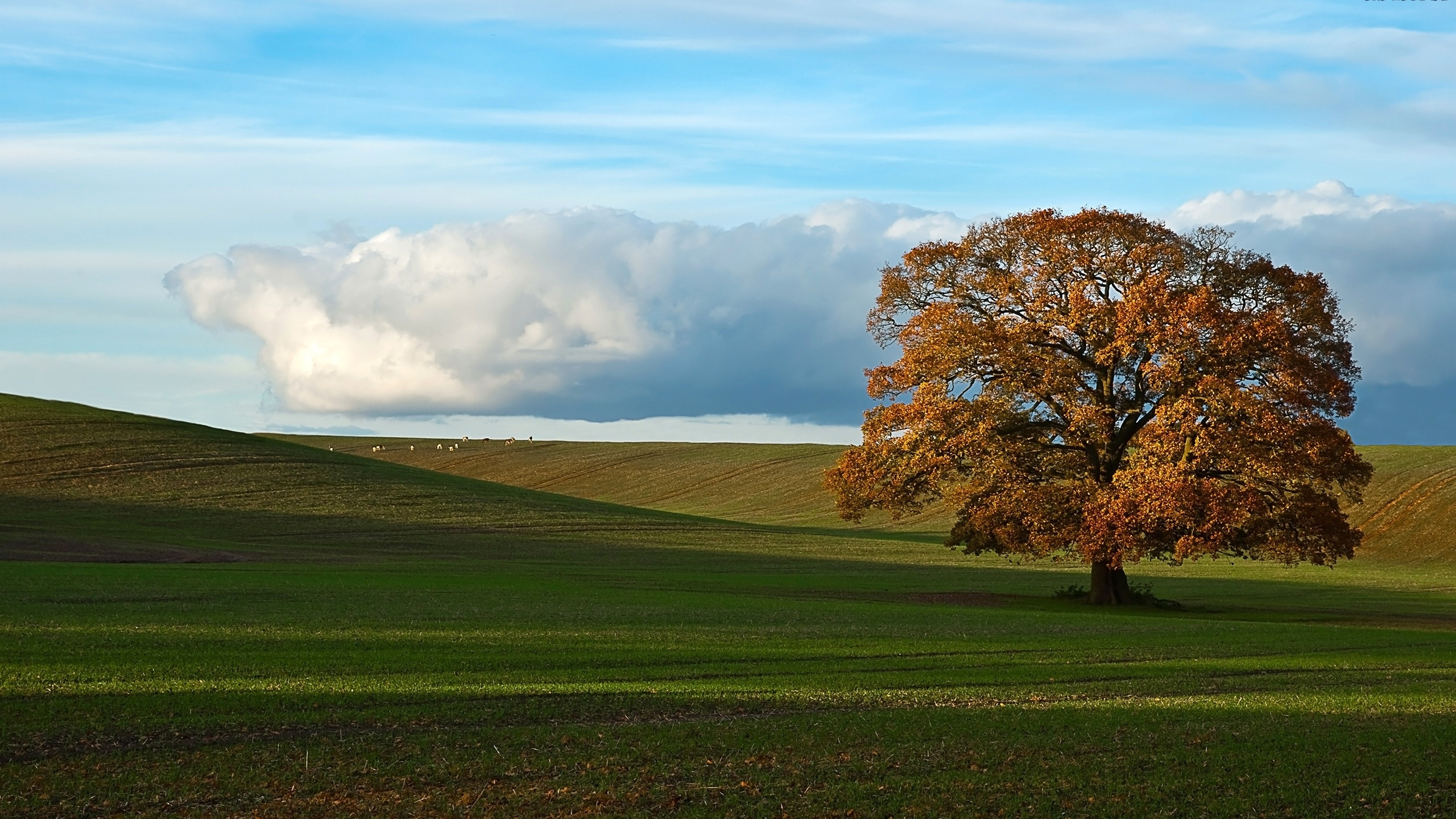 Brauner Baum Auf Grüner Wiese Unter Weißen Wolken Und Blauem Himmel Tagsüber. Wallpaper in 2560x1440 Resolution