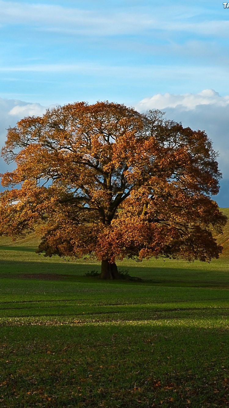 Brauner Baum Auf Grüner Wiese Unter Weißen Wolken Und Blauem Himmel Tagsüber. Wallpaper in 750x1334 Resolution