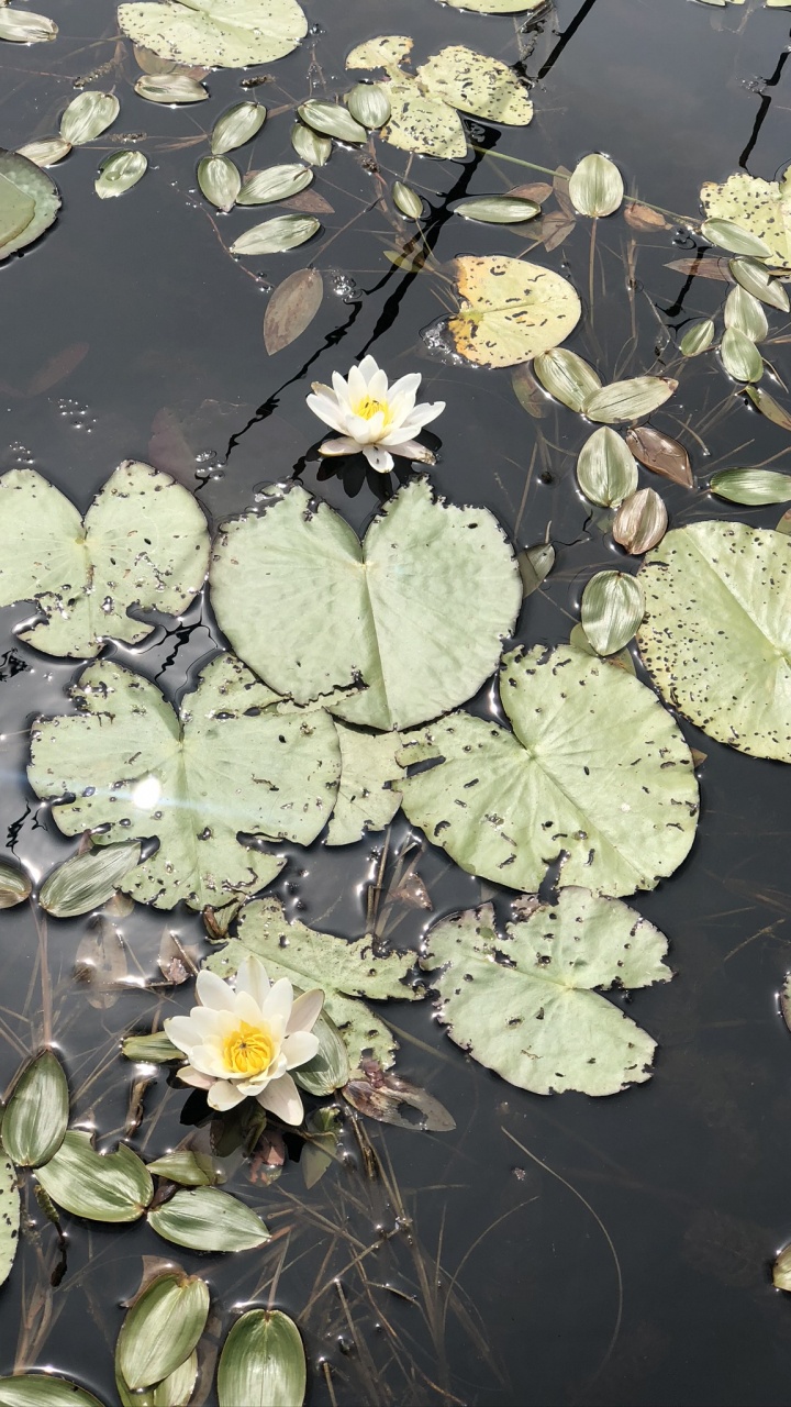 Flora, Wasser, Blatt, Physik, Biologie. Wallpaper in 720x1280 Resolution
