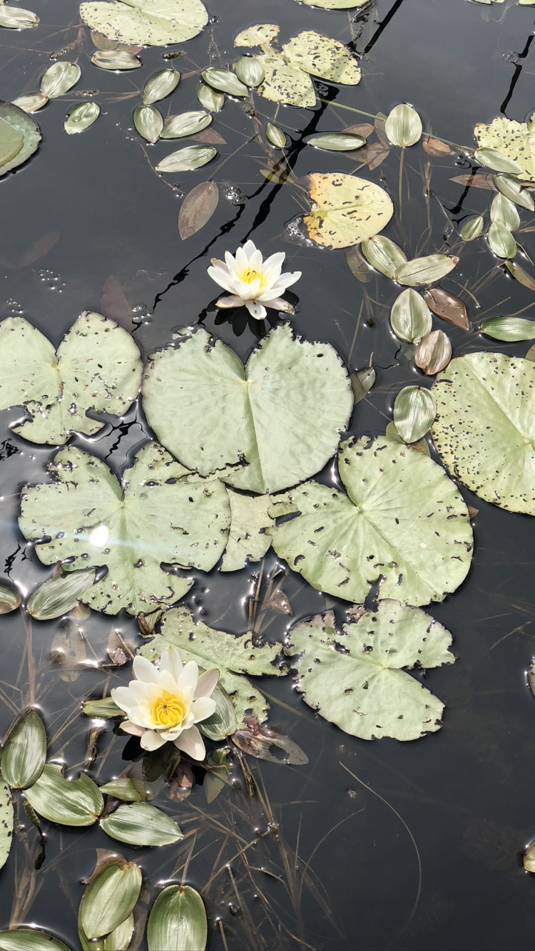Flora, Wasser, Blatt, Physik, Biologie. Wallpaper in 750x1334 Resolution