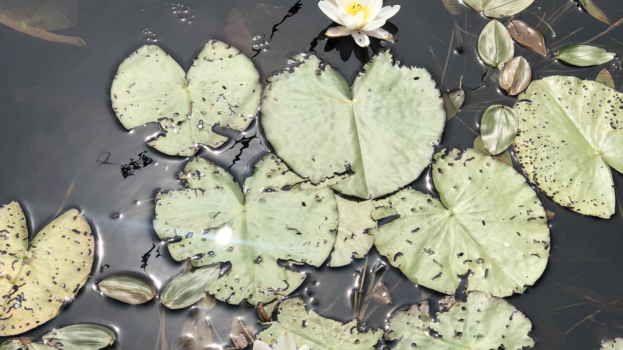 Flora, Water, Aquatic Plant, Leaf, Physics. Wallpaper in 1280x720 Resolution