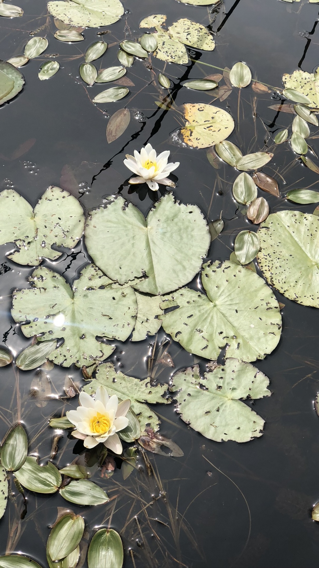 Flore, Eau, Feuille, Physique, Biologie. Wallpaper in 1080x1920 Resolution