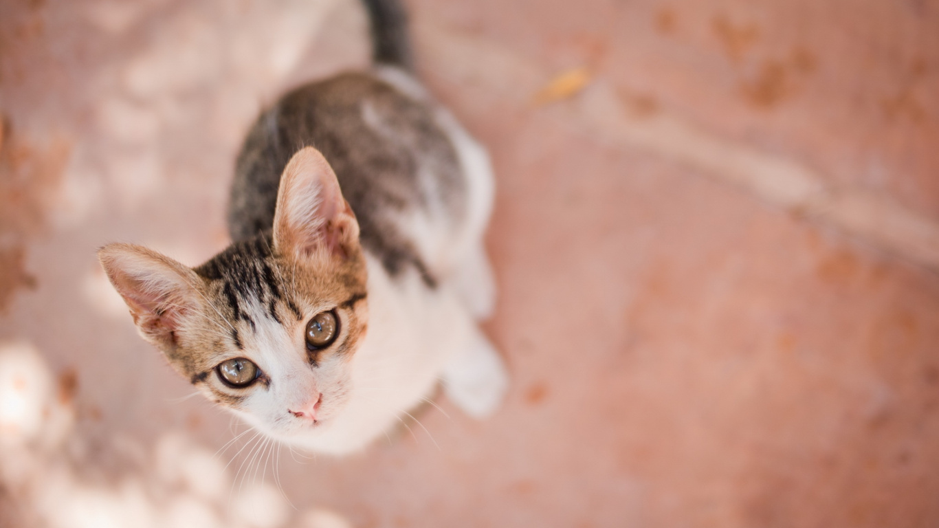 Brown and White Tabby Cat. Wallpaper in 1366x768 Resolution