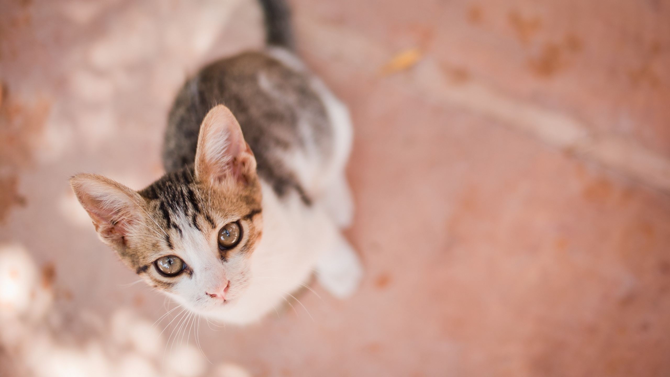 Brown and White Tabby Cat. Wallpaper in 2560x1440 Resolution