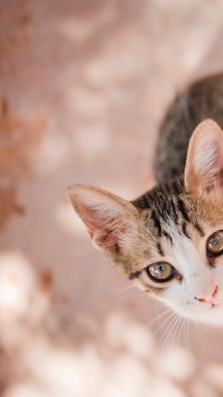 Brown and White Tabby Cat. Wallpaper in 720x1280 Resolution