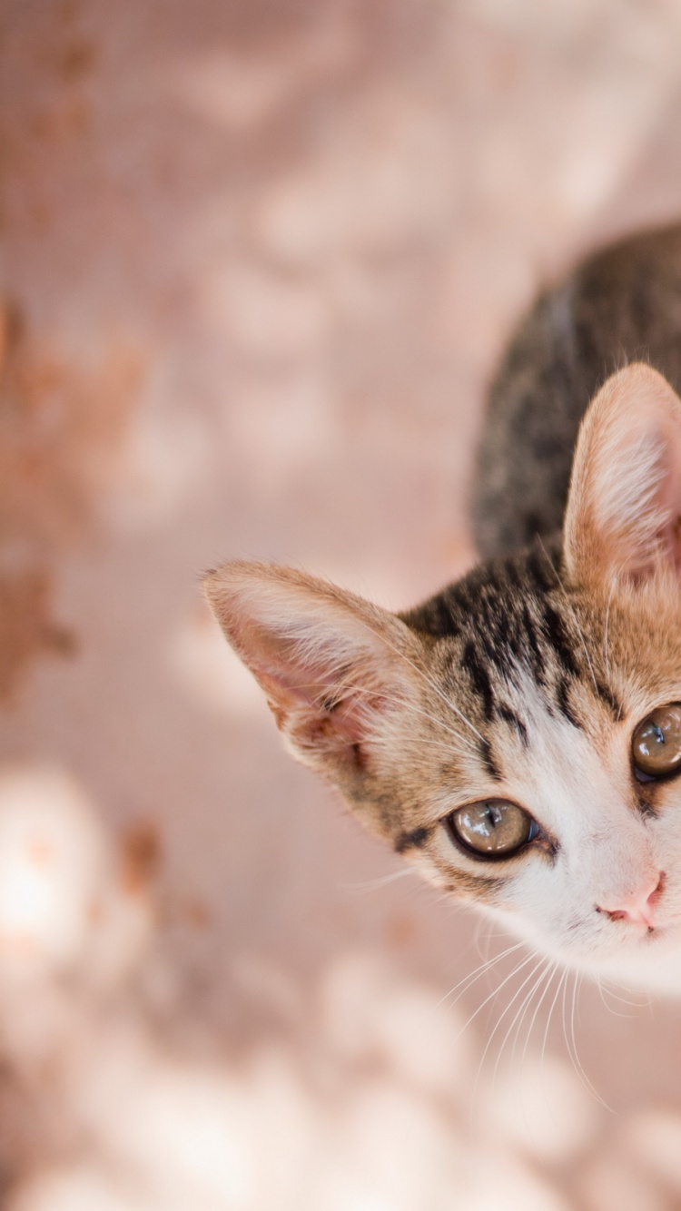 小猫, 爱琴的猫, 动植物, 中小型猫, 可爱 壁纸 750x1334 允许