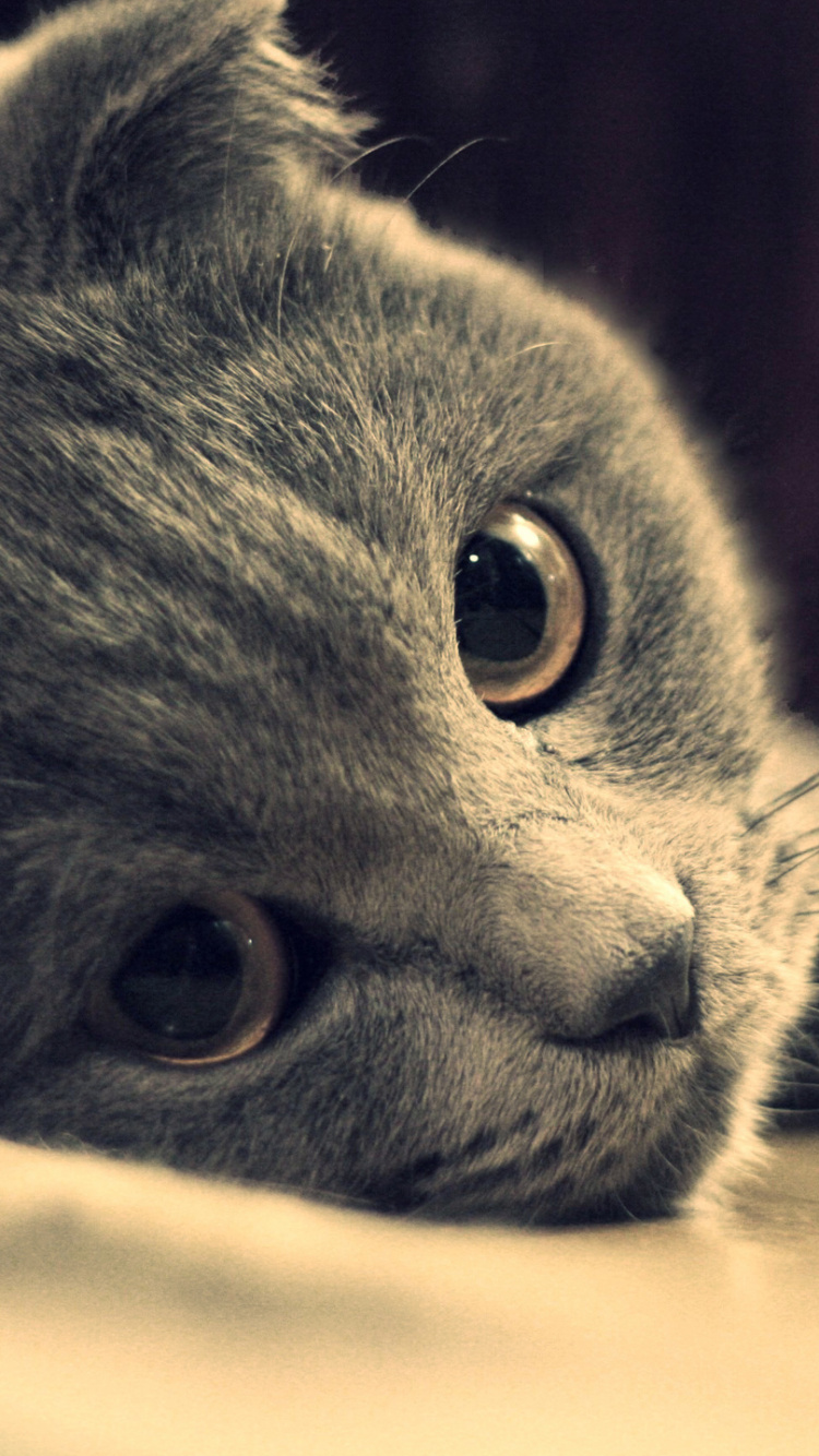 Chat Bleu Russe Allongé Sur Une Table en Bois Marron. Wallpaper in 750x1334 Resolution