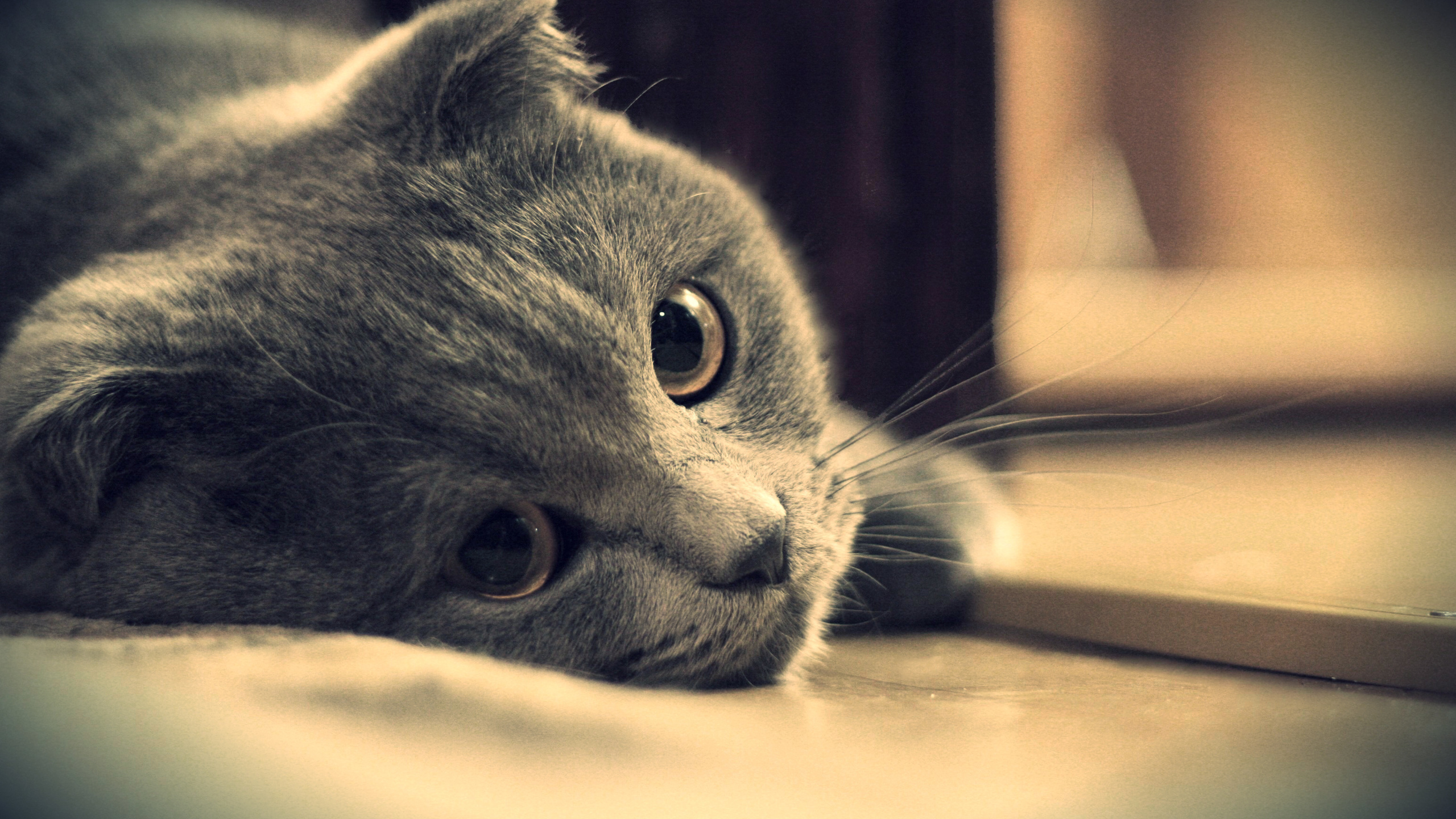 Russian Blue Cat Lying on Brown Wooden Table. Wallpaper in 2560x1440 Resolution