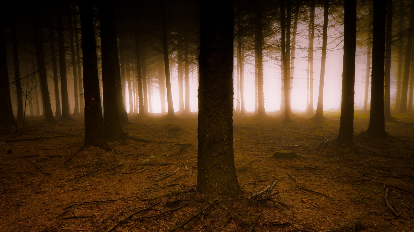 性质, 森林, 林地, 光, 云雾林 壁纸 1366x768 允许